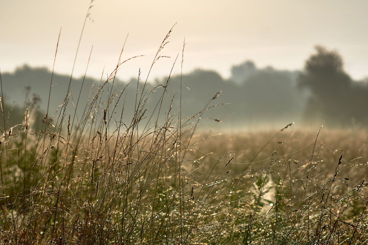 Gräser eines Moores im Abendlicht